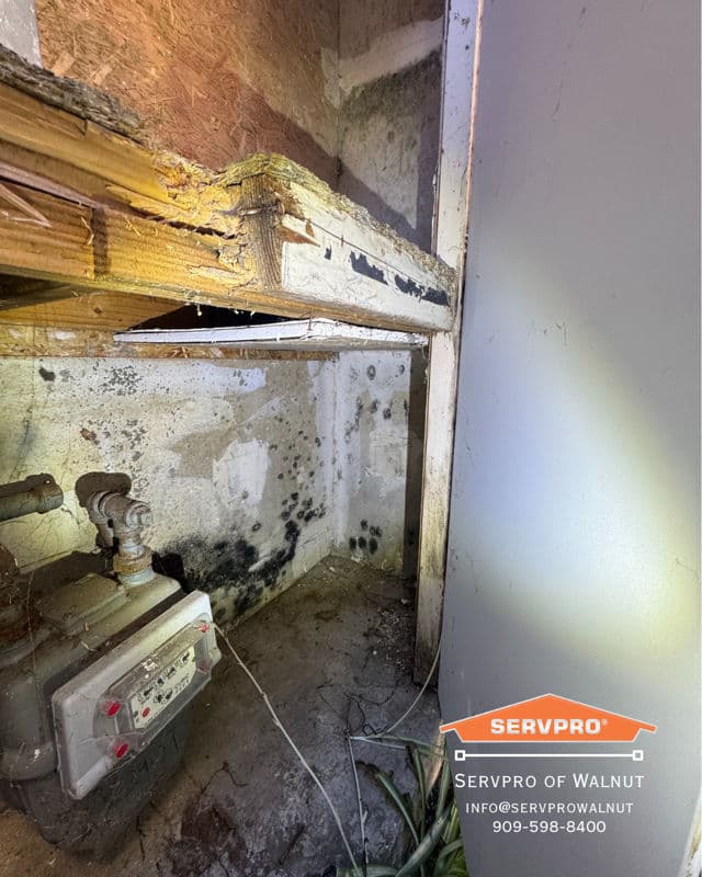 Project Mold Safety Alert and a Creative Twist image