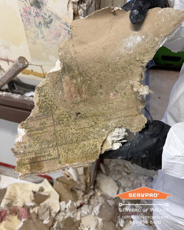 Project Expert Mold Remediation for Commercial Properties image