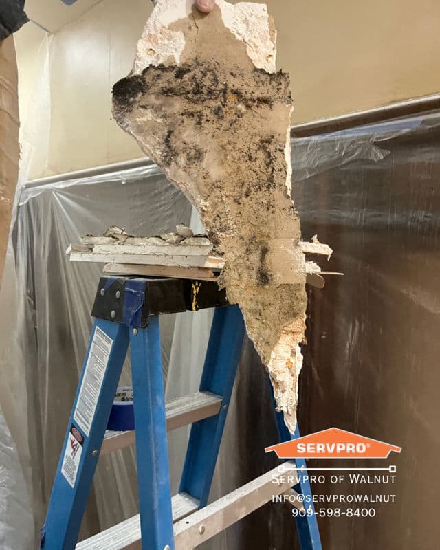 Project Mold-Free Living Made Possible image