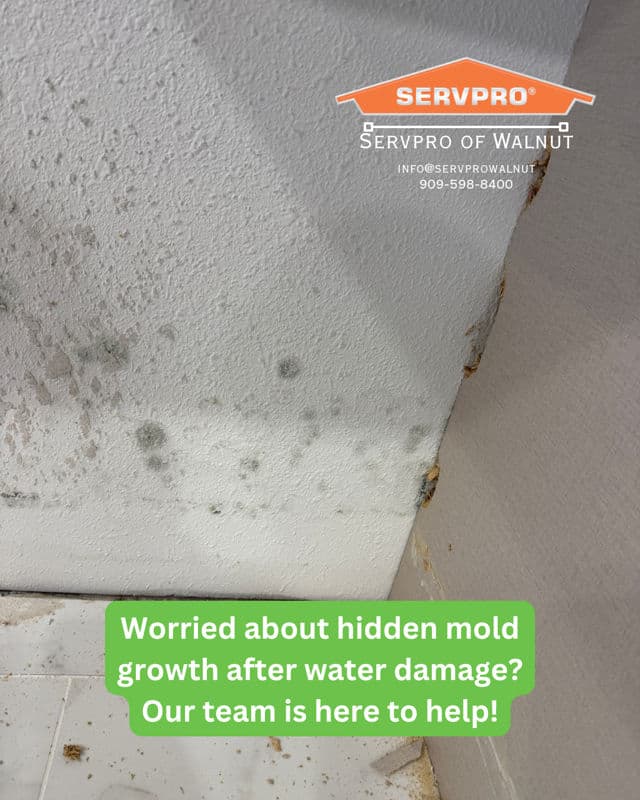 Effective Mold Remediation in Walnut image