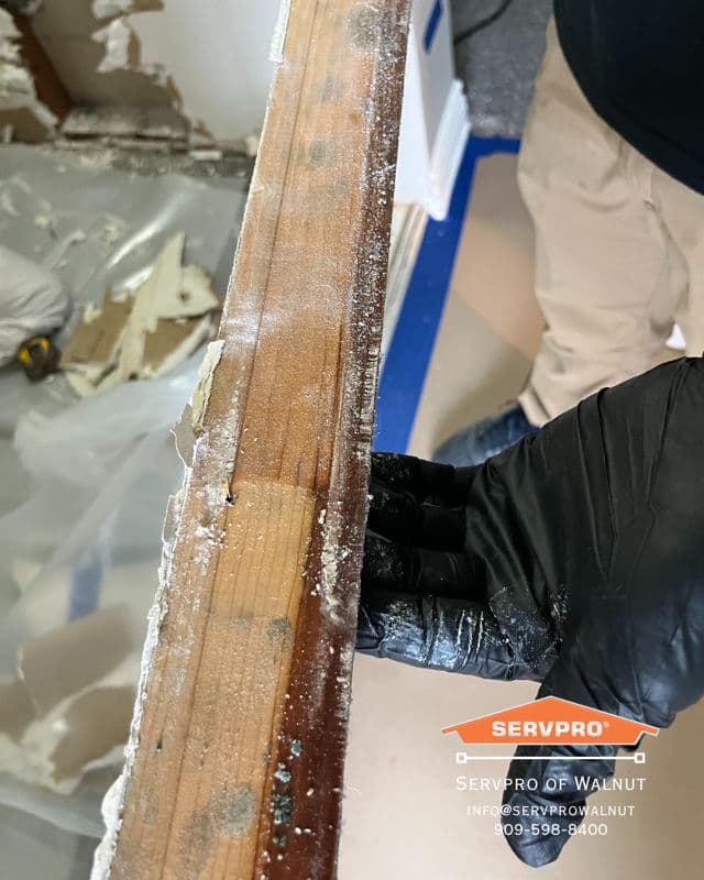 Addressing Mold Concerns with SERVPRO of Walnut image